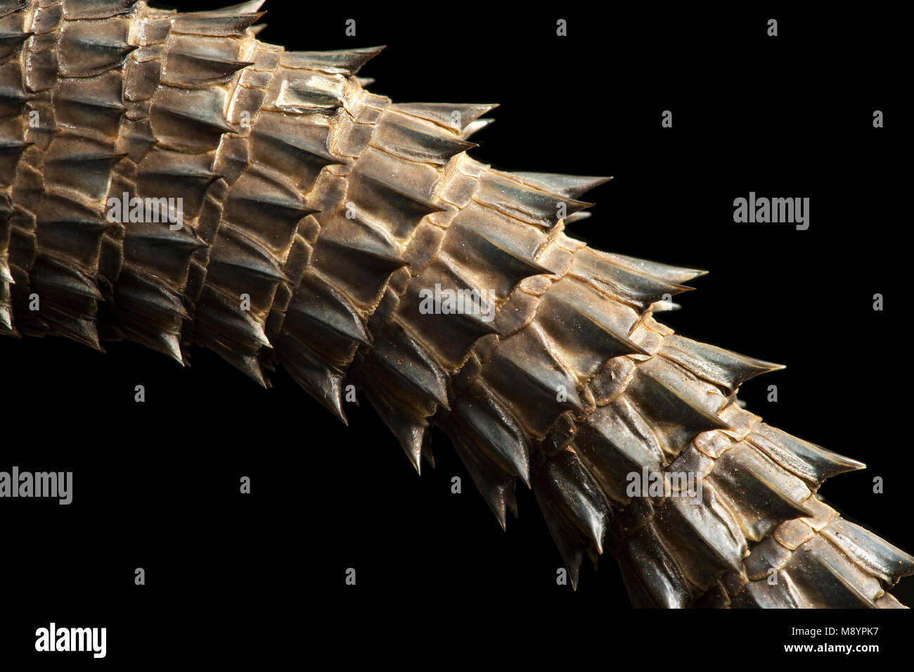 Spine di coda della lucertola Madagascar Swift (Oplurus cyclurus), un endemico malgascio arboree iguana (Opluridae), Ankanin Ny Nofy, Madagascar Foto Stock