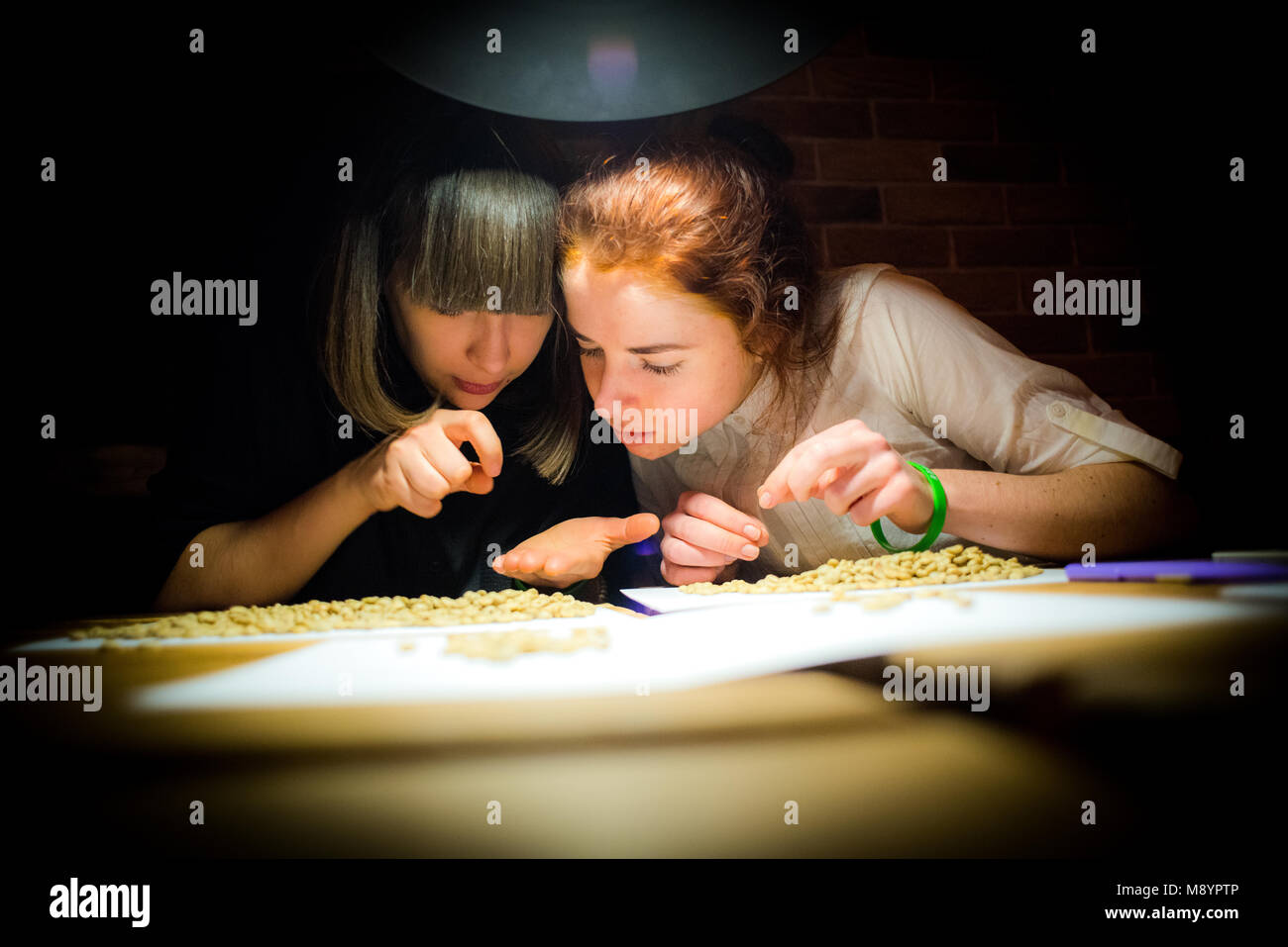 Due giovani donne verde di smistamento dei chicchi di caffè Foto Stock