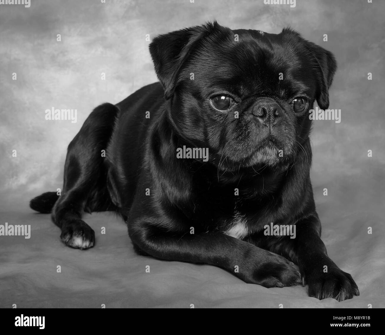 Black & White pet fotografia portrait, cane ritratto, pug. Studio photoshoot per animali domestici, cane fotografia, il migliore amico dell'uomo leale. Foto Stock