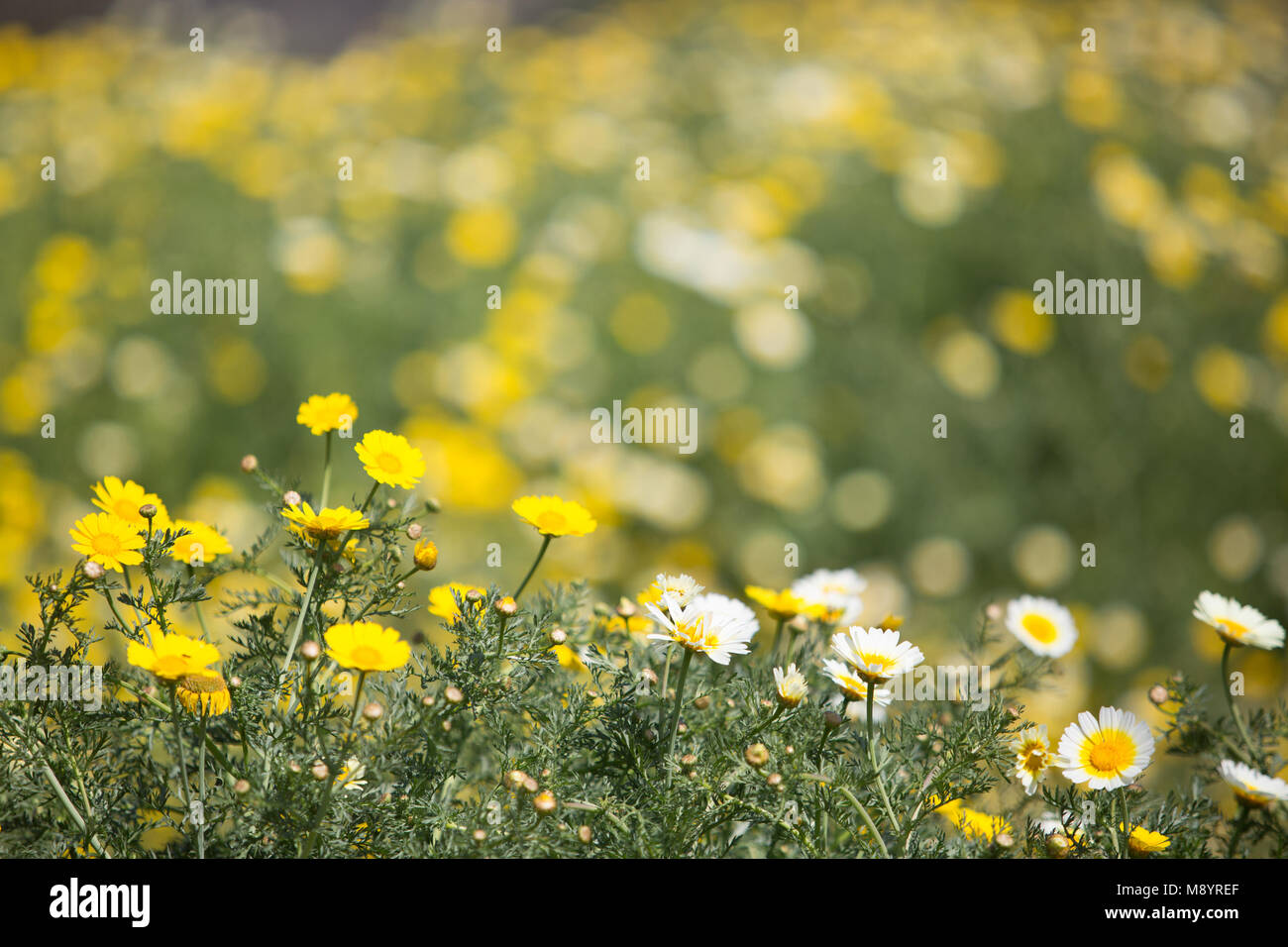 Giallo e Bianco daisy selvaggio fiore con blur blackground, può utilizzare come sfondo Foto Stock