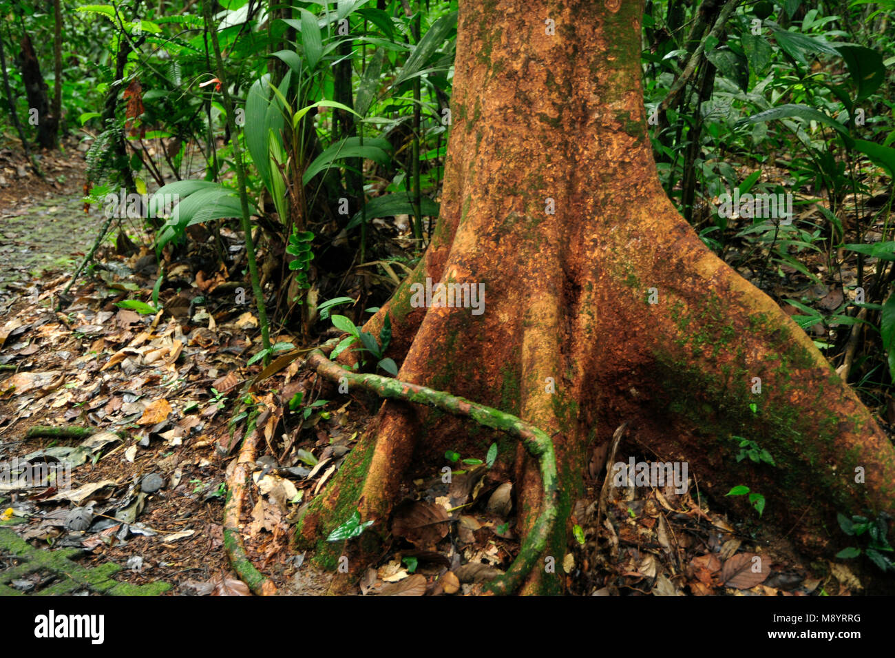 Un' antenna root si avvolge intorno a un albero nella foresta tropicale del Tirimbina Riserva Biologica. Foto Stock