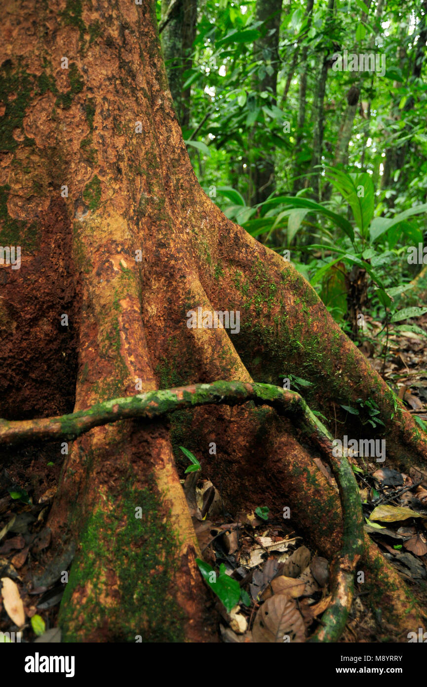 Un' antenna root si avvolge intorno a un albero nella foresta tropicale del Tirimbina Riserva Biologica. Foto Stock