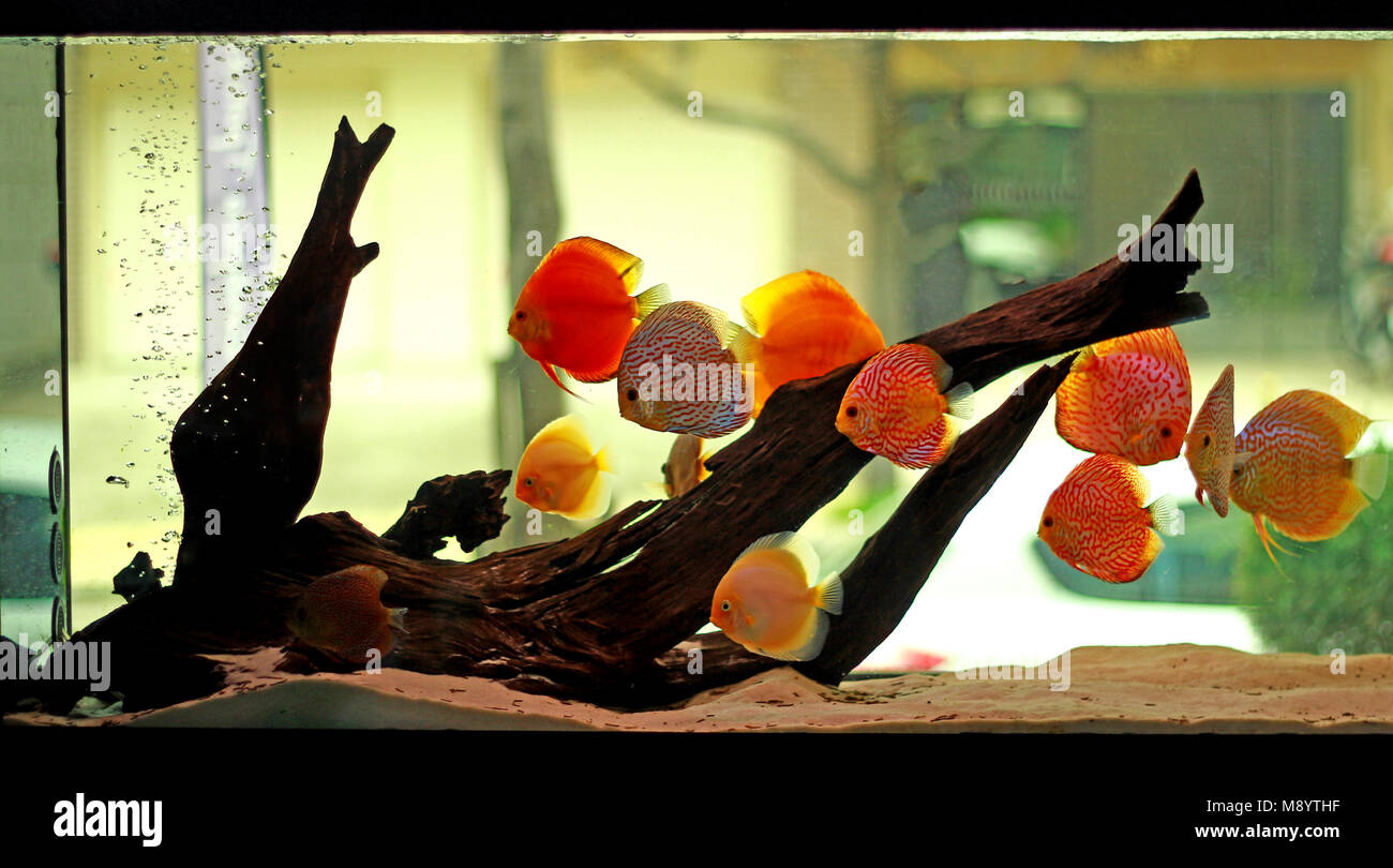 Acquario di pesci discus immagini e fotografie stock ad alta ...