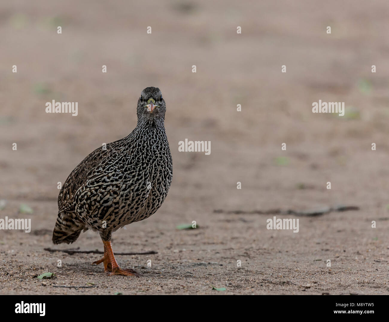 Natal Francolin aka Natal Spurfowl, Pternistis natalensis, nel Parco di Kruger NP, Sud Africa Foto Stock