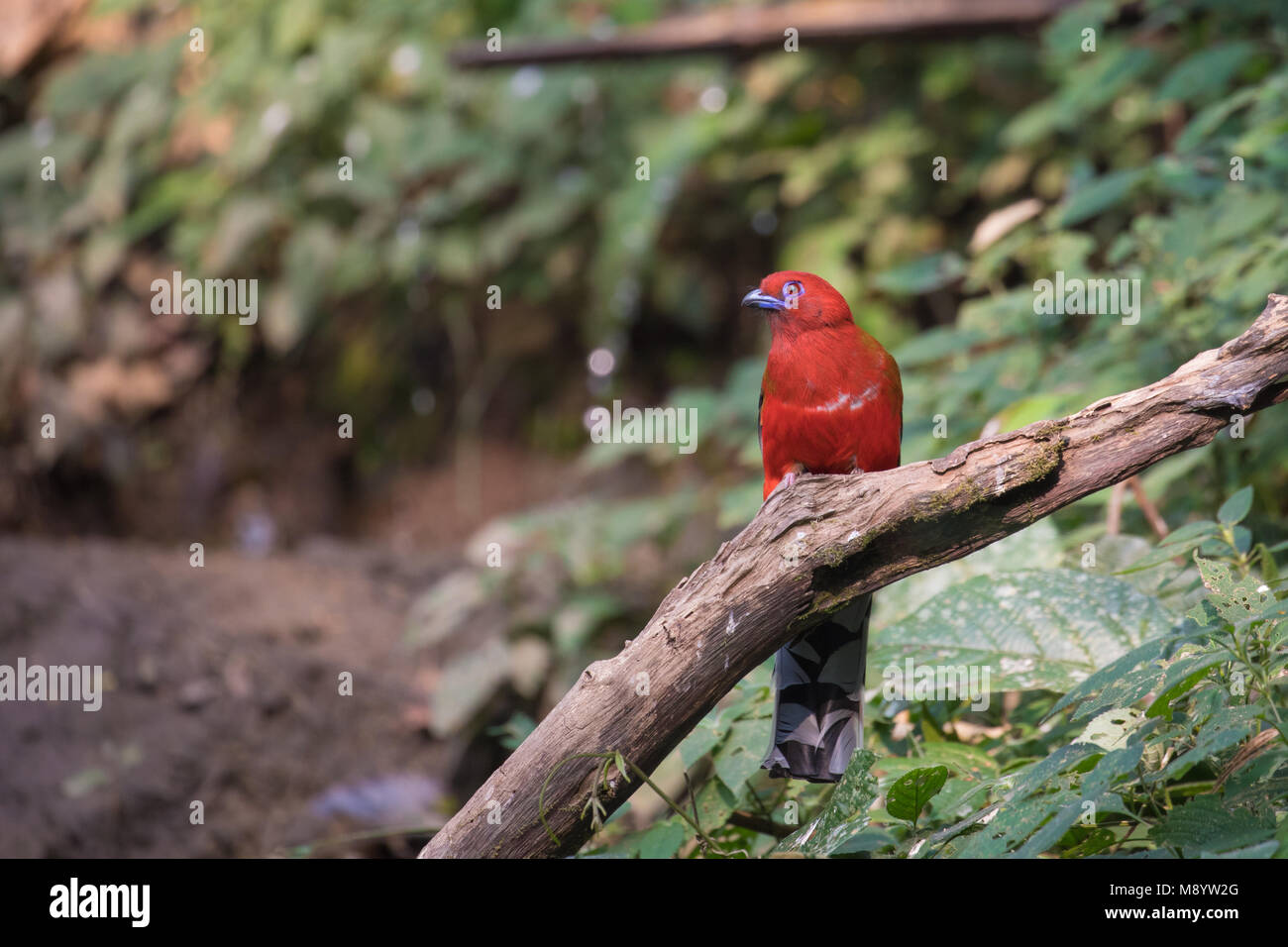 Fantastico bestia e dove trovarli - Harpactes erythrocephalus Foto Stock