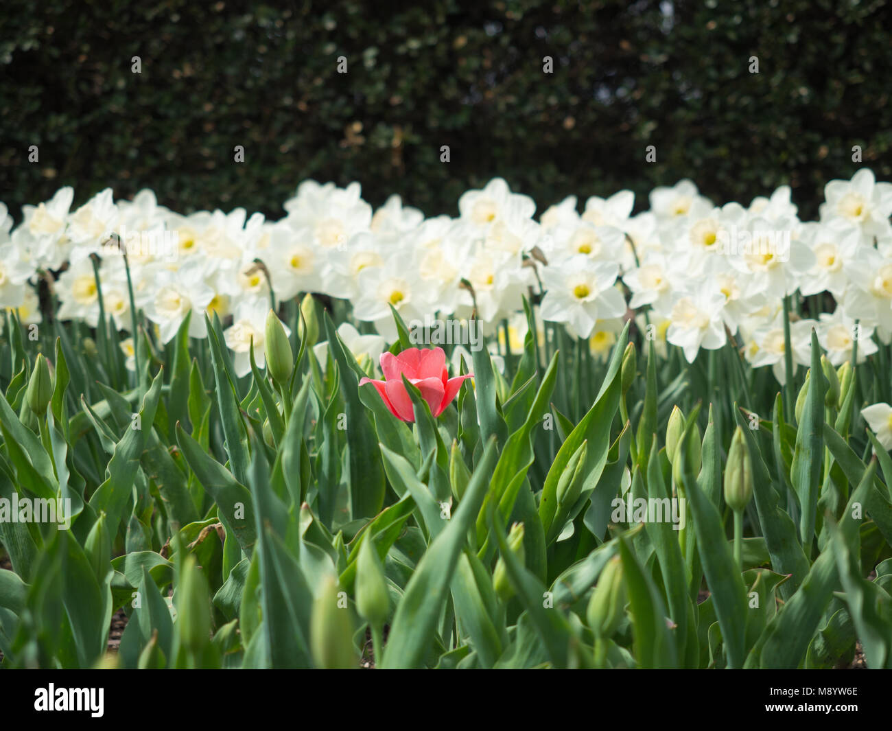 Campo di bianco e giallo narcisi in fiore con una singola rosa in Tulip Central Park Foto Stock