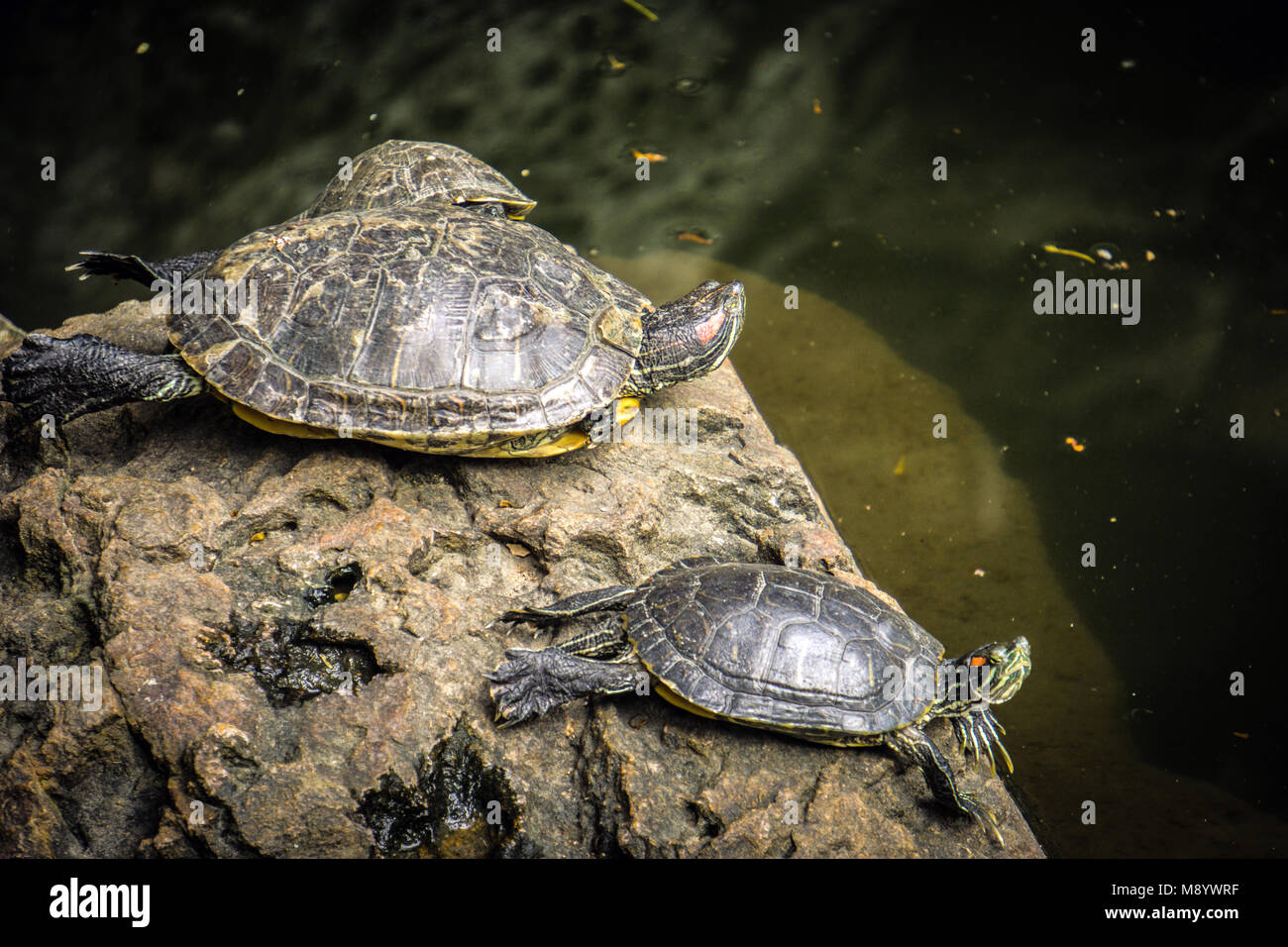 Tartarughe nello stagno libero di vita del Tempio di Kaiyuan, Quanzhou, provincia di Fujian, Cina. Foto Stock