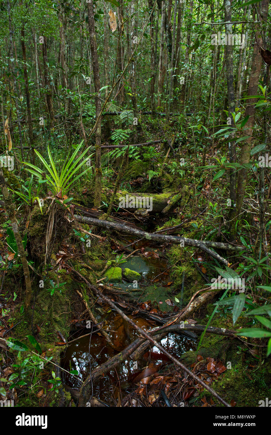 Forest Floor, Maliau Basin, Sabah, Malesia, Borneo Foto Stock