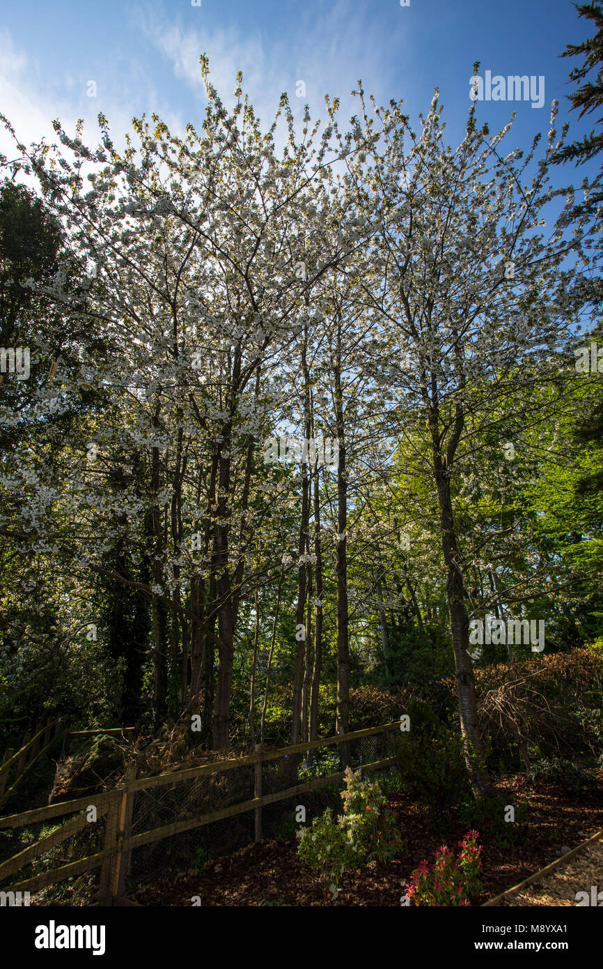 Ciliegi selvatici, Prunus avium, coperte in fiore. Ciliegio dolce, ciliegia blosssom, pieno di fiori selvatici in crescita su un albero in Devon Foto Stock