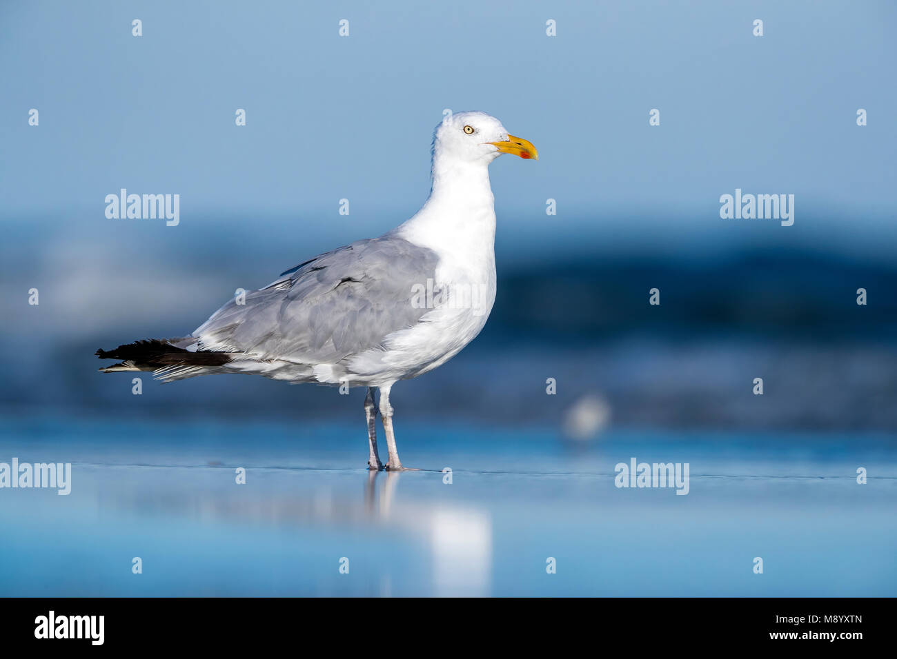 Adulto moulting americano di aringa Gabbiano seduta sulla spiaggia vicino a Cape May, New Jersey, alla fine di agosto 2016. Foto Stock