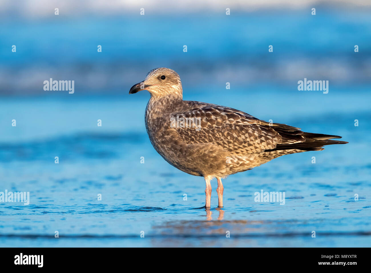 Primo inverno American Aringa Gabbiano seduta sulla spiaggia vicino a Cape May, New Jersey, alla fine di agosto 2016. Foto Stock