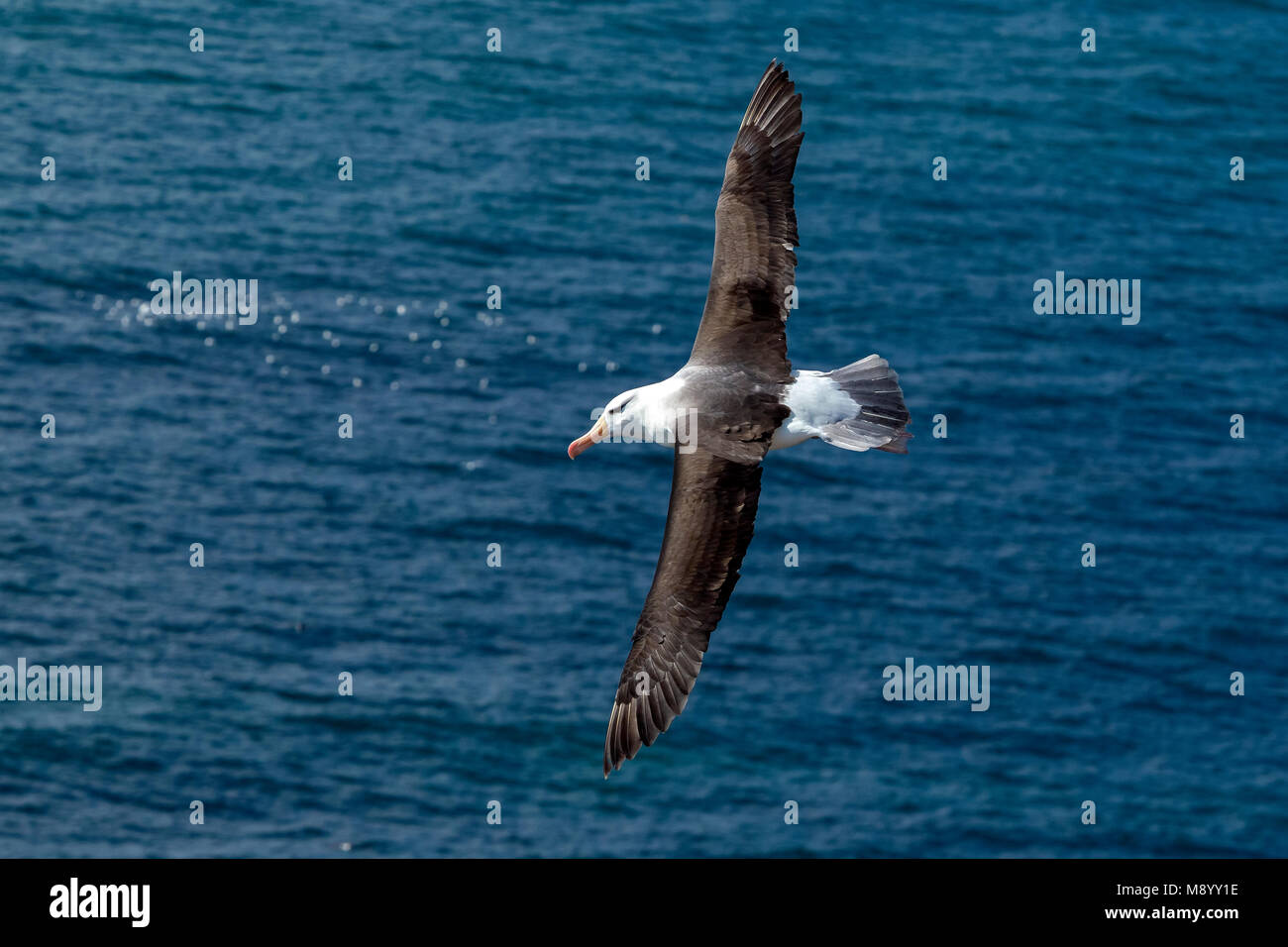 Famoso ritornare adulto nero-browed Albatross sull isola di Helgoland, Germania. Foto Stock