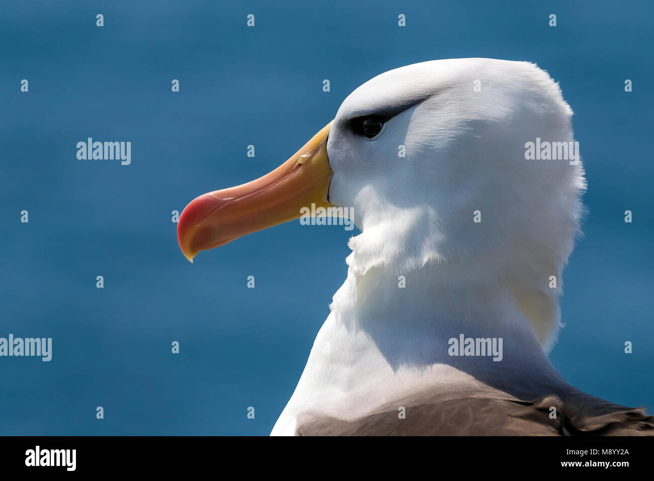 Famoso ritornare adulto nero-browed Albatross sull isola di Helgoland, Germania. Foto Stock