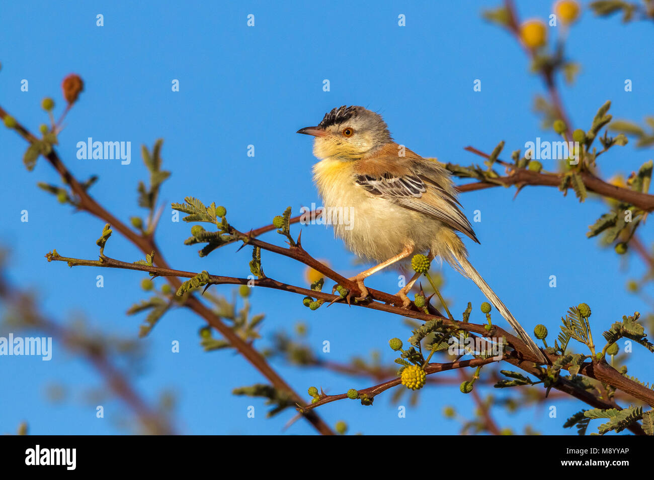 Maschio adulto appollaiato su un ramo di acacia nel Oued Jenna, Sahara Occidentale. Foto Stock