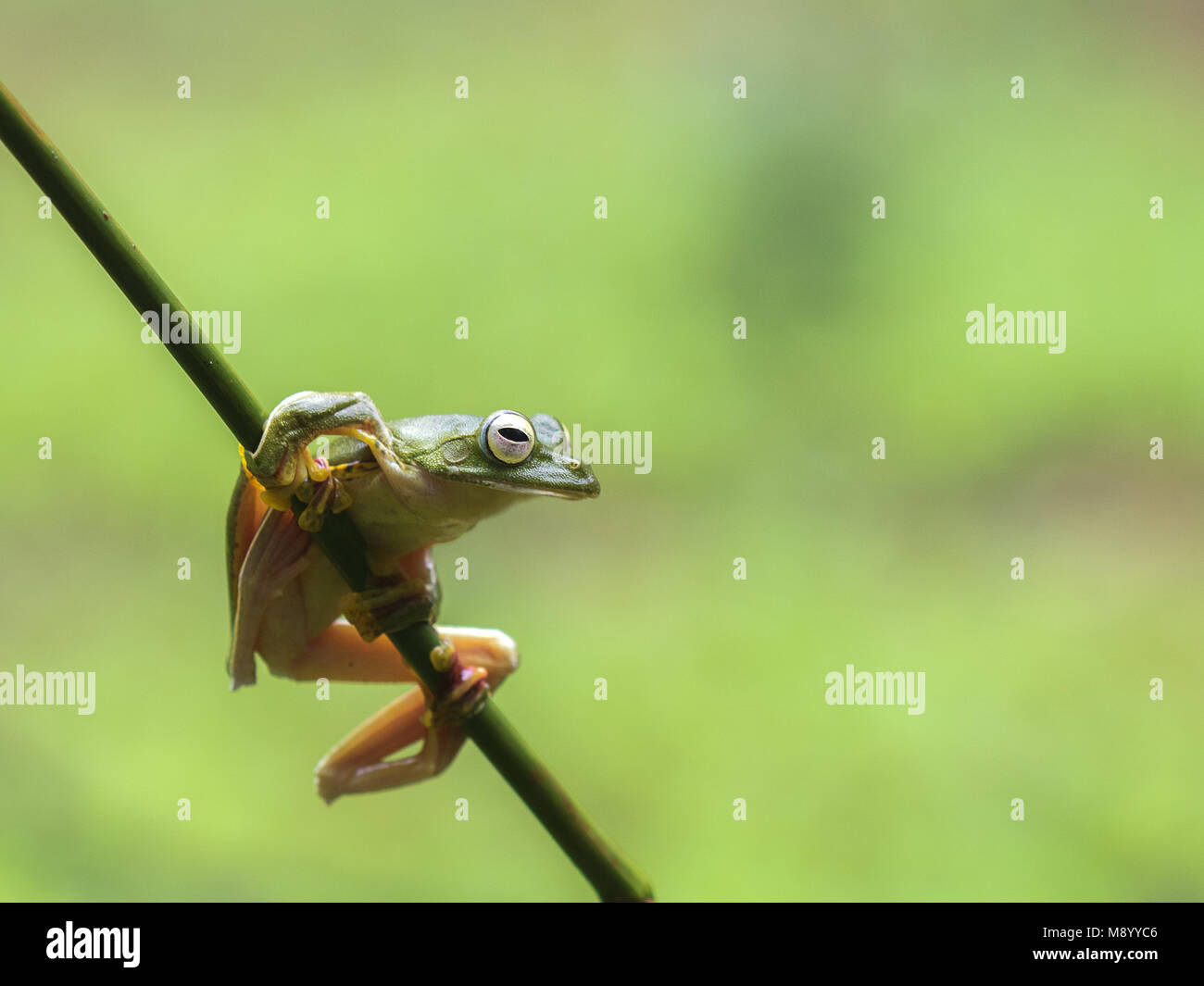 Il Malabar di scorrevolezza della rana o Malabar Flying Frog (Rhacophorus malabaricus) è un Rhacophorid raganella delle specie che si trovano in i Ghati Occidentali dell India Foto Stock