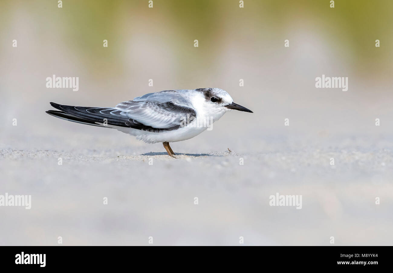Primo inverno almeno Tern seduto su di una spiaggia di Cape May Point, Cape May, New Jersey, USA. Agosto 28, 2016. Foto Stock