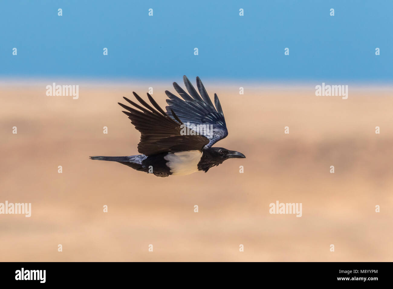 Pied Crow (Corvus albus) Café Chtoukan, Tchtoukan, Sahara Occidentale e il Marocco. (N24°40'0,7" - W14°52'5,8") recentemente 2 uccelli sono stati avvistati in Western Sahar Foto Stock