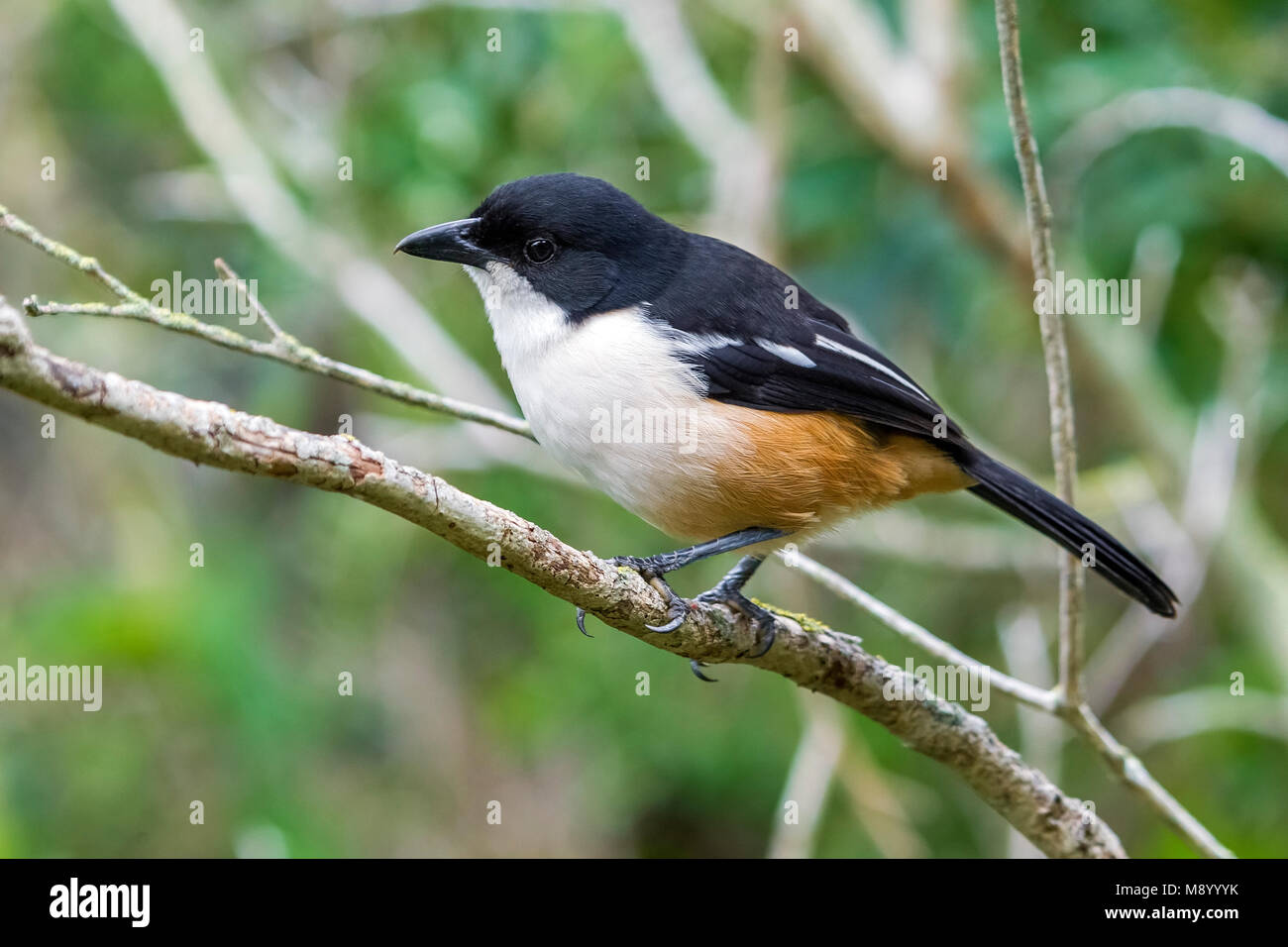 Adulto Southern Boubou arroccato su una boccola in massi, Simon's Town, Sud Africa. Giugno 2014. Foto Stock