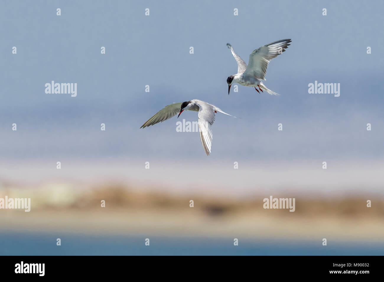 Bird immagine fatta da Vincent Legrand Foto Stock