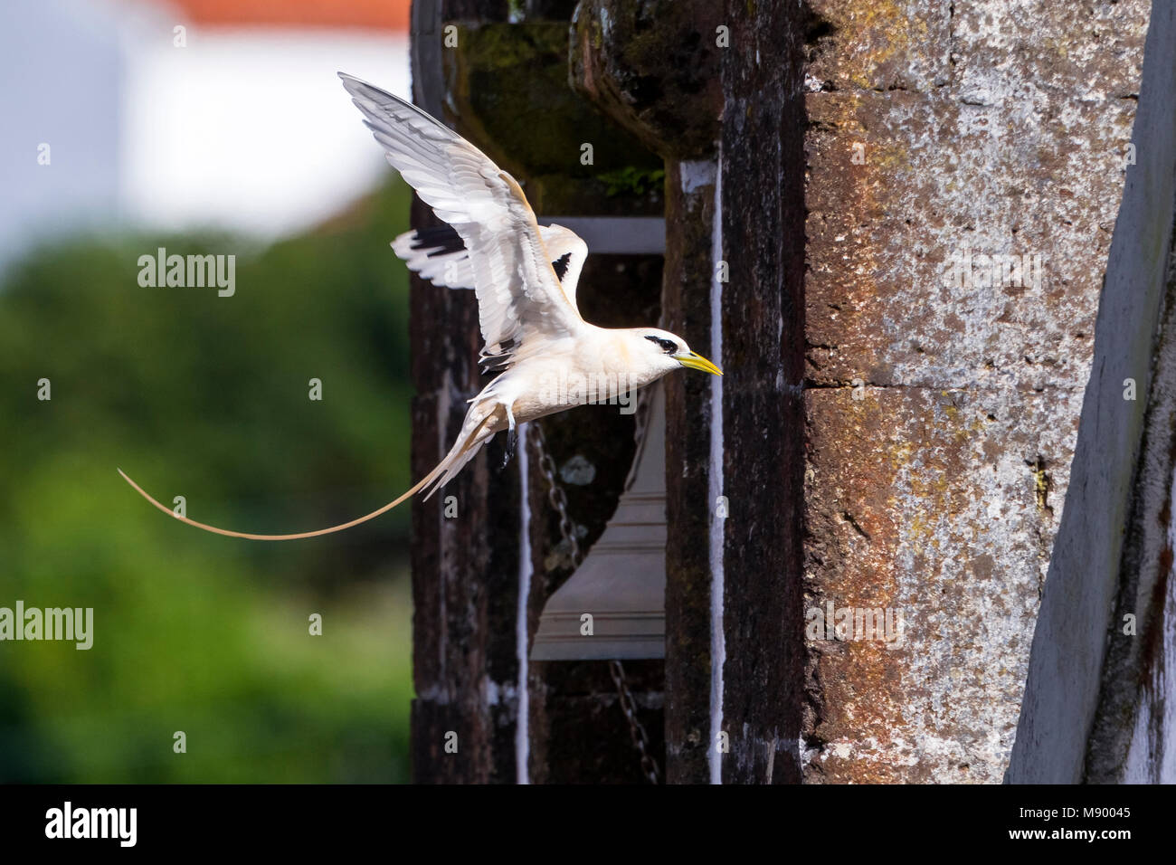 White-tailed Tropicbird (Phaeton lepturus) Fajãzinha, Flores, arcipelago delle Azzorre, Portogallo. (N39°25'57" - W31°15'15") Azzorre sono raggiunte da twitchers Foto Stock