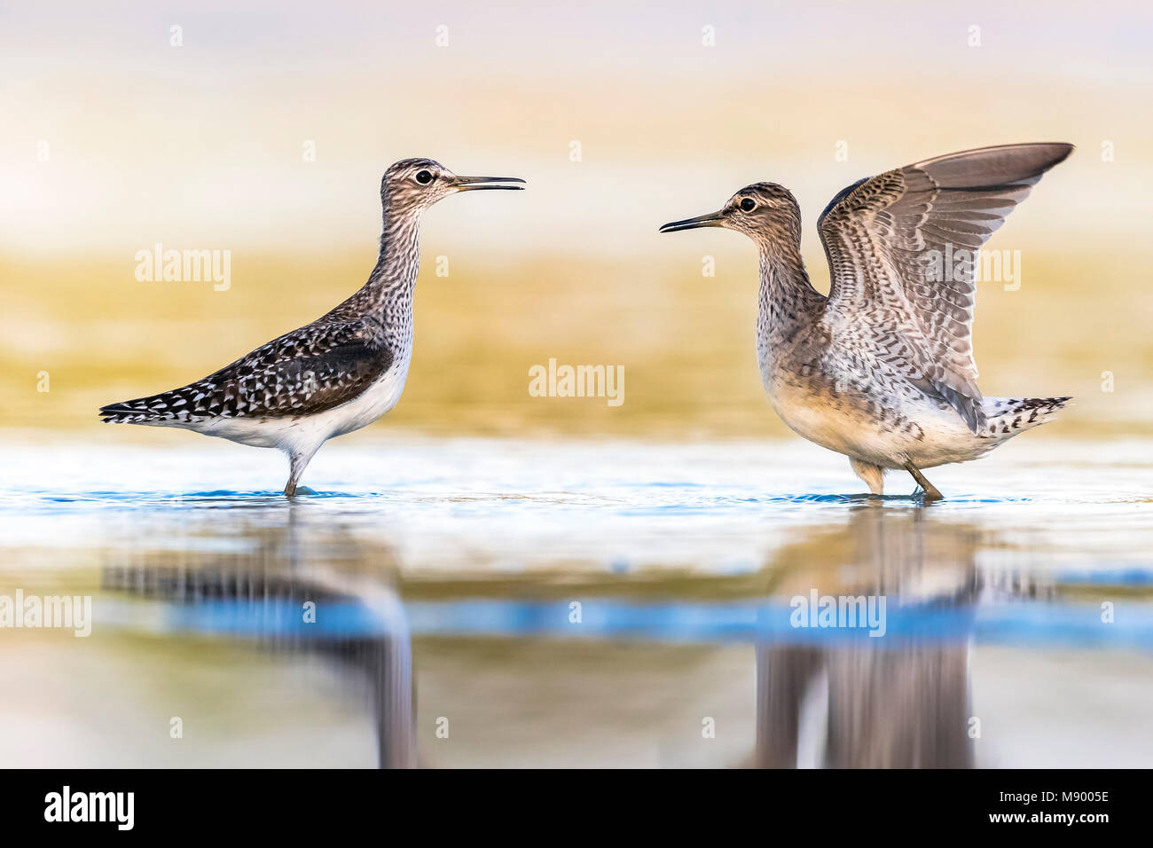 Legno Sandpipers lotta sul fango vicino Firenze, Italia. Aprile 2017. Foto Stock