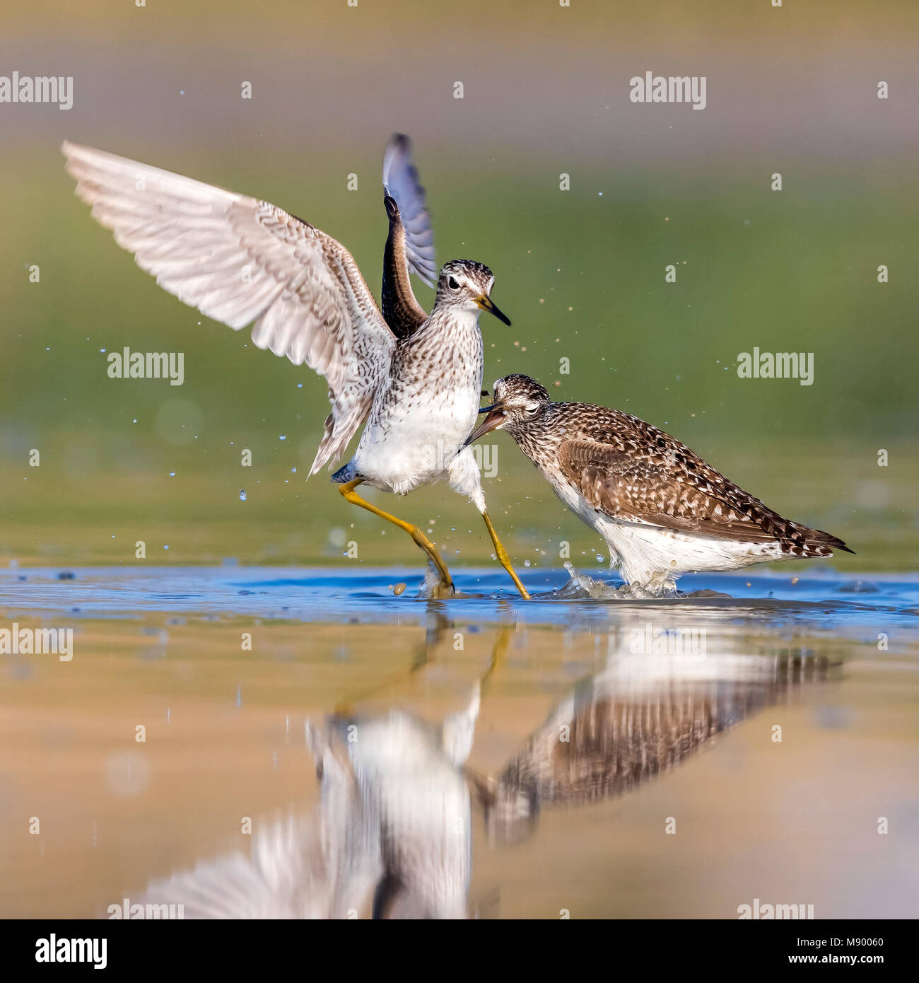 Legno Sandpipers lotta sul fango vicino Firenze, Italia. Aprile 2017. Foto Stock