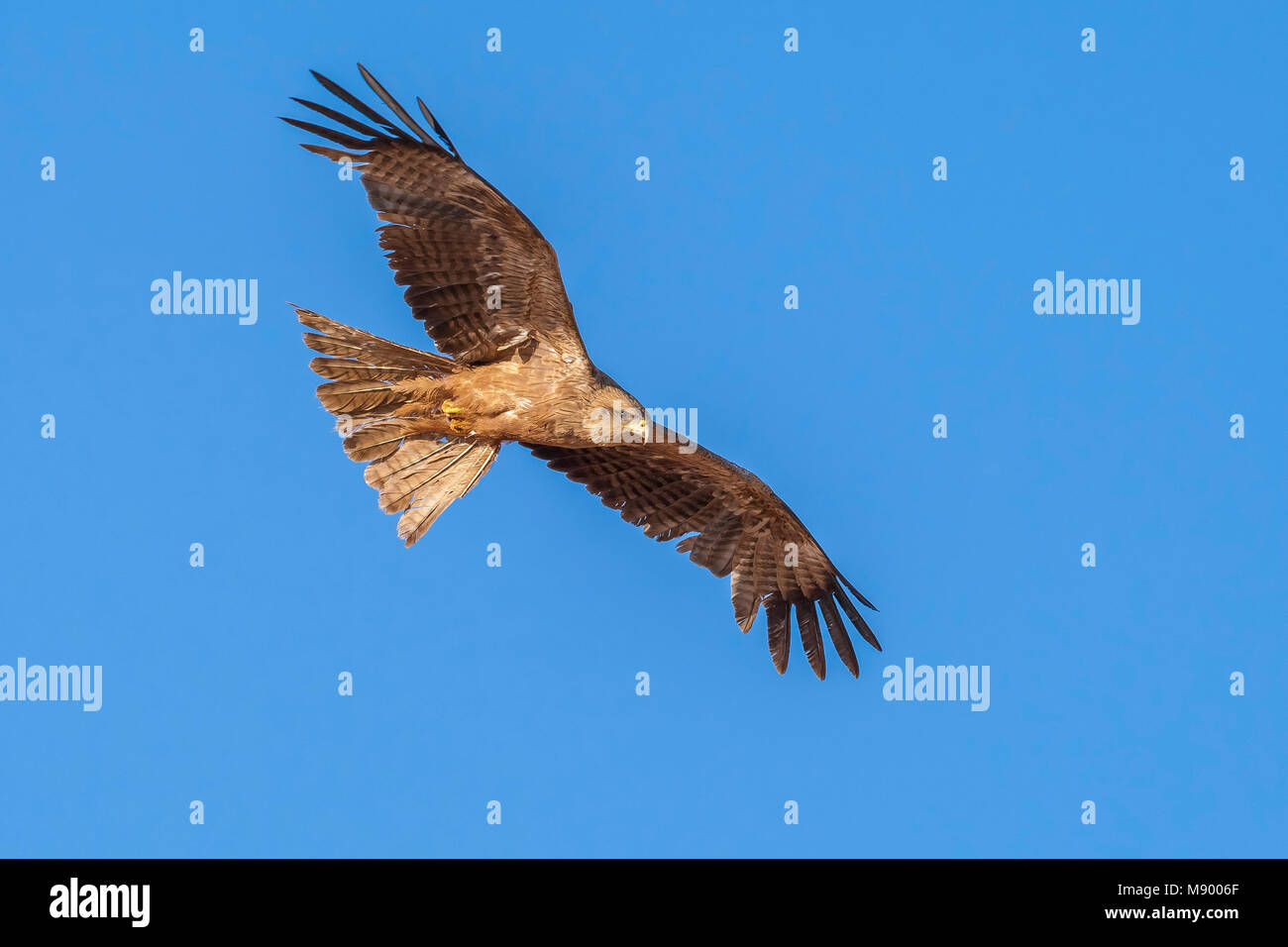 Giallo-fatturati Kite volando sul lago Nasser, Abu Simbel Egitto. Aprile 2009. Foto Stock