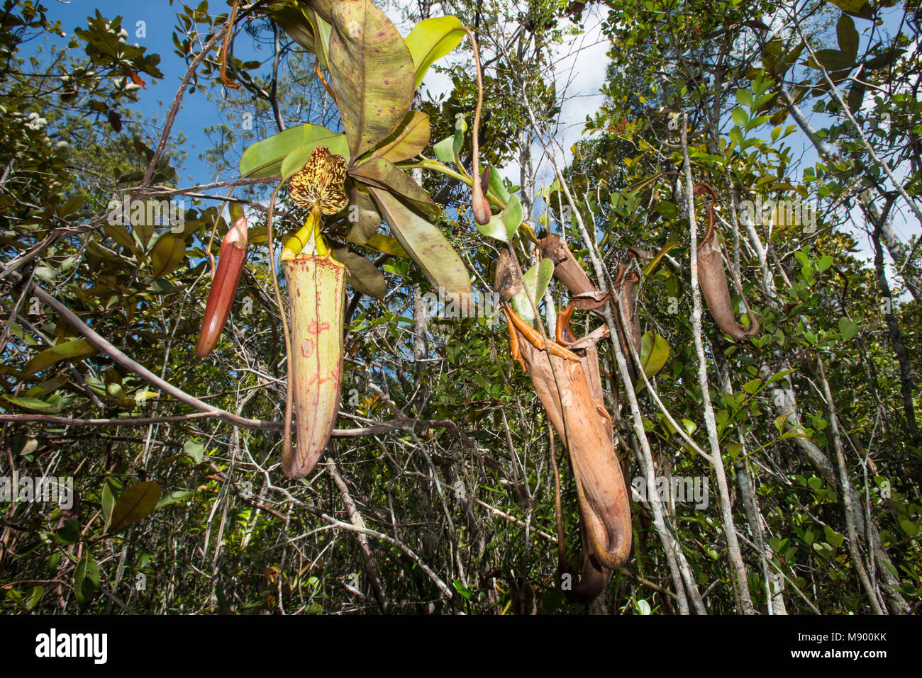 Un ibrido pianta brocca, Maliau Basin, Sabah, Malesia, Borneo Foto Stock
