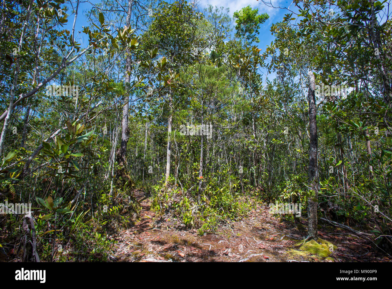 Una radura nella giungla, Maliau Basin, Sabah, Malesia, Borneo Foto Stock