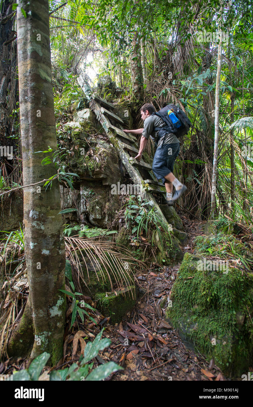 L'uomo clibing una scaletta nella giungla, Maliau Basin, Sabah, Malesia, Borneo Foto Stock