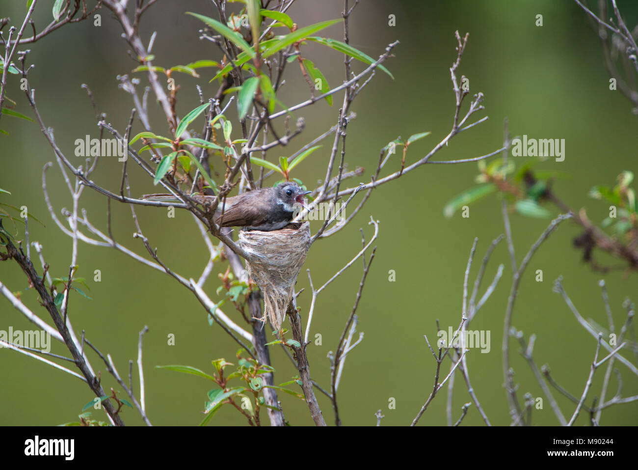 Pied fiocco, Rhipidura javanica, appollaiato sul suo nido, Maliau Basin, Sabah, Malesia, Borneo Foto Stock