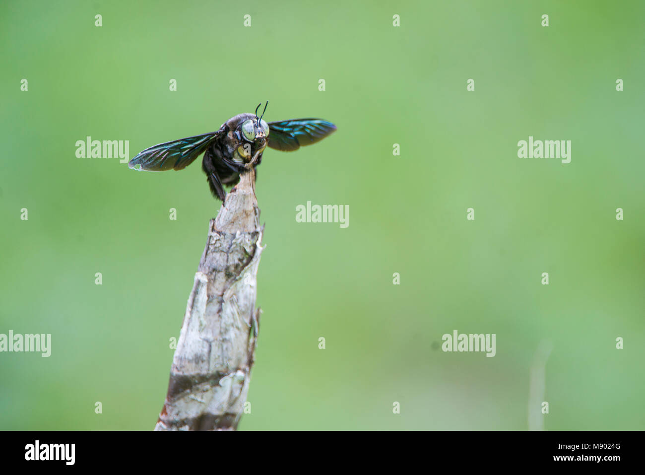 Tropical Carpenter Bee, Xylocopa latipes, Maliau Basin, Sabah, Malesia, Borneo Foto Stock