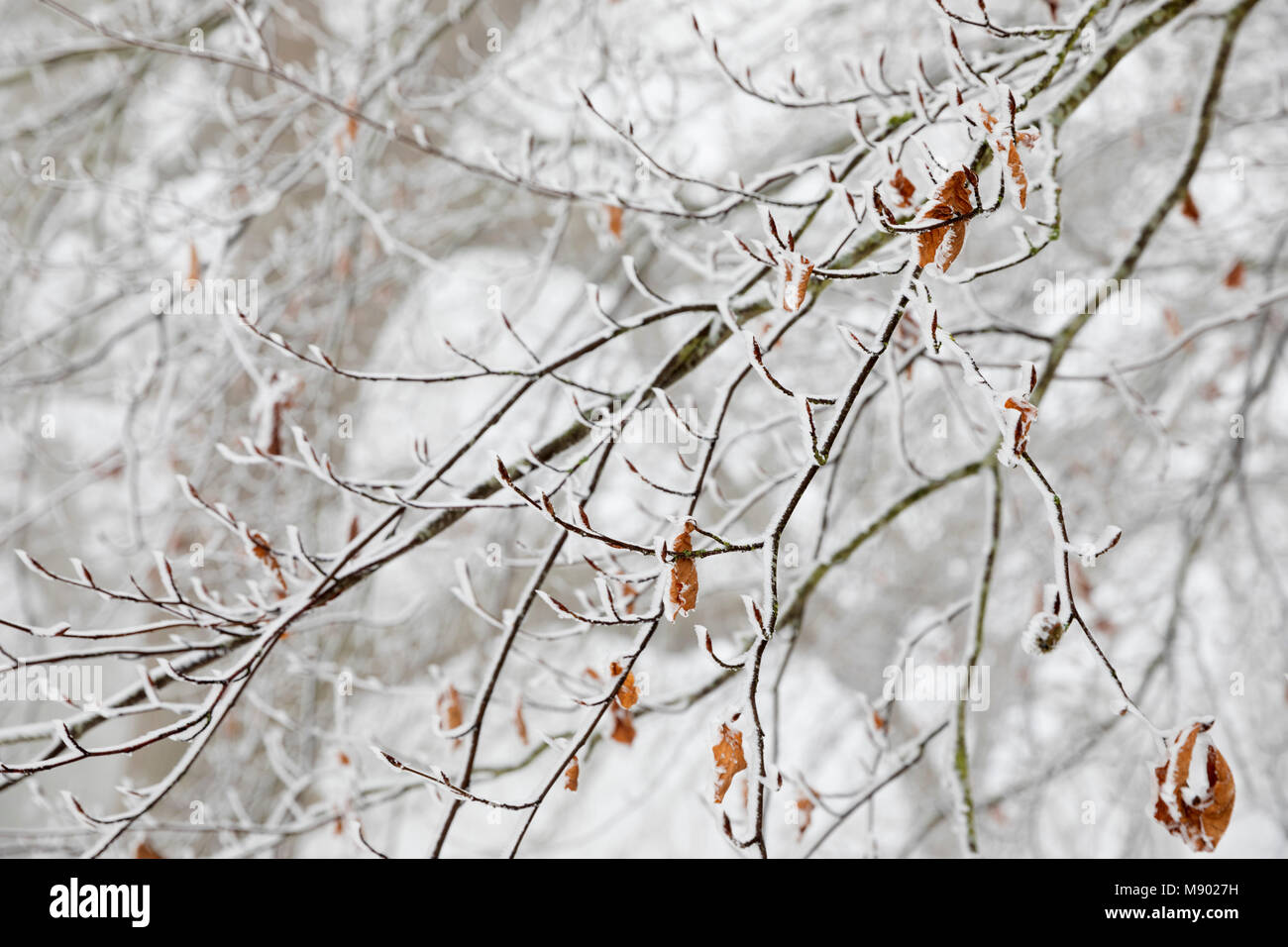 Congelati i rami degli alberi, Chipping Campden, il Costwolds, Gloucestershire, England, Regno Unito, Europa Foto Stock
