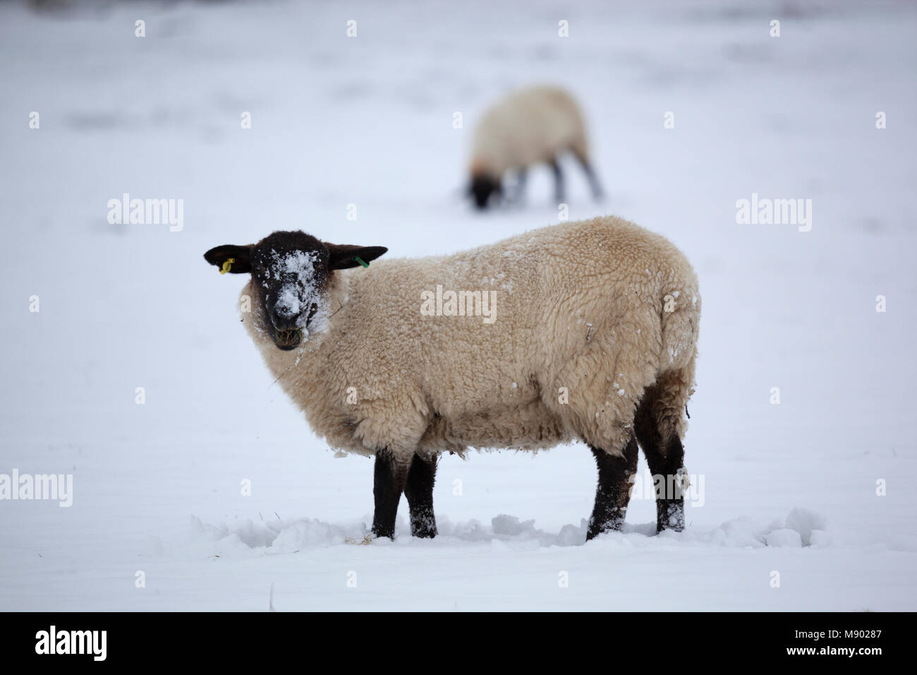 Il nero di fronte ovini in coperta di neve campo, Chipping Campden, Cotswolds, Gloucestershire, England, Regno Unito, Europa Foto Stock