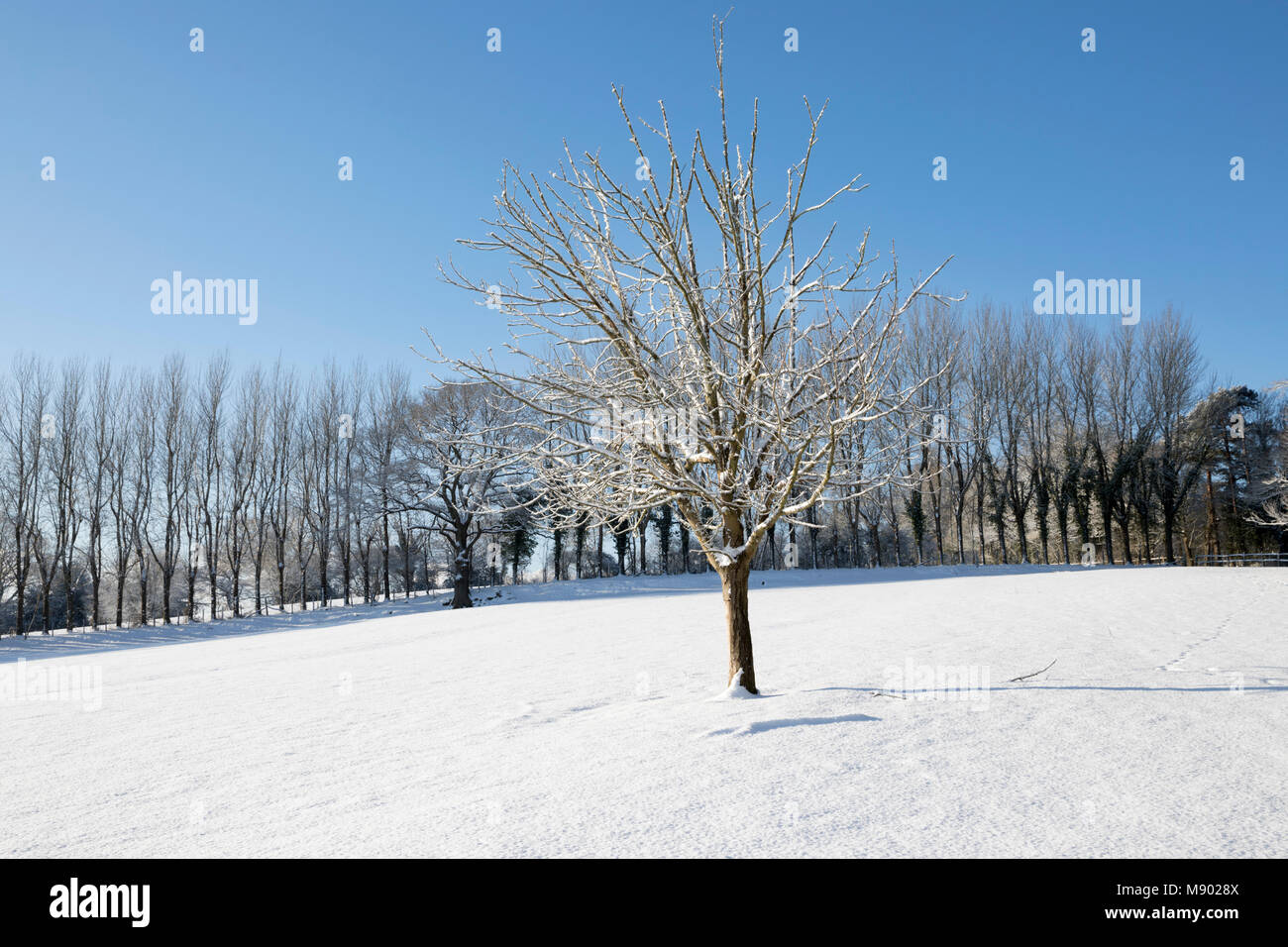 Coperta di neve albero nel paesaggio invernale, Burwash, East Sussex, England, Regno Unito, Europa Foto Stock