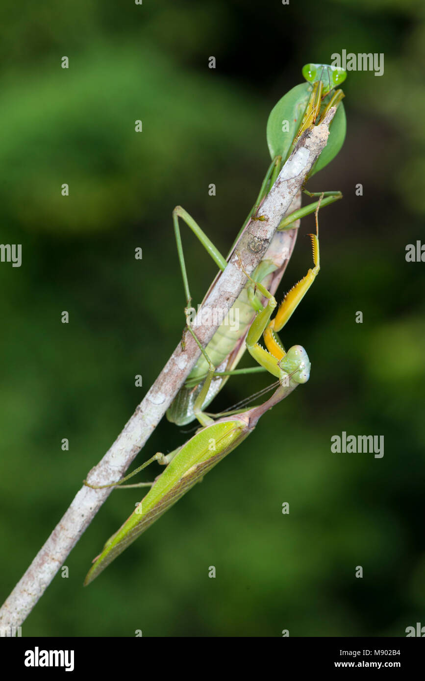 Una coppia di gigante Rainfrest Mantis, majuscula Hierodula, Maliau Basin, Sabah, Malesia, Borneo Foto Stock