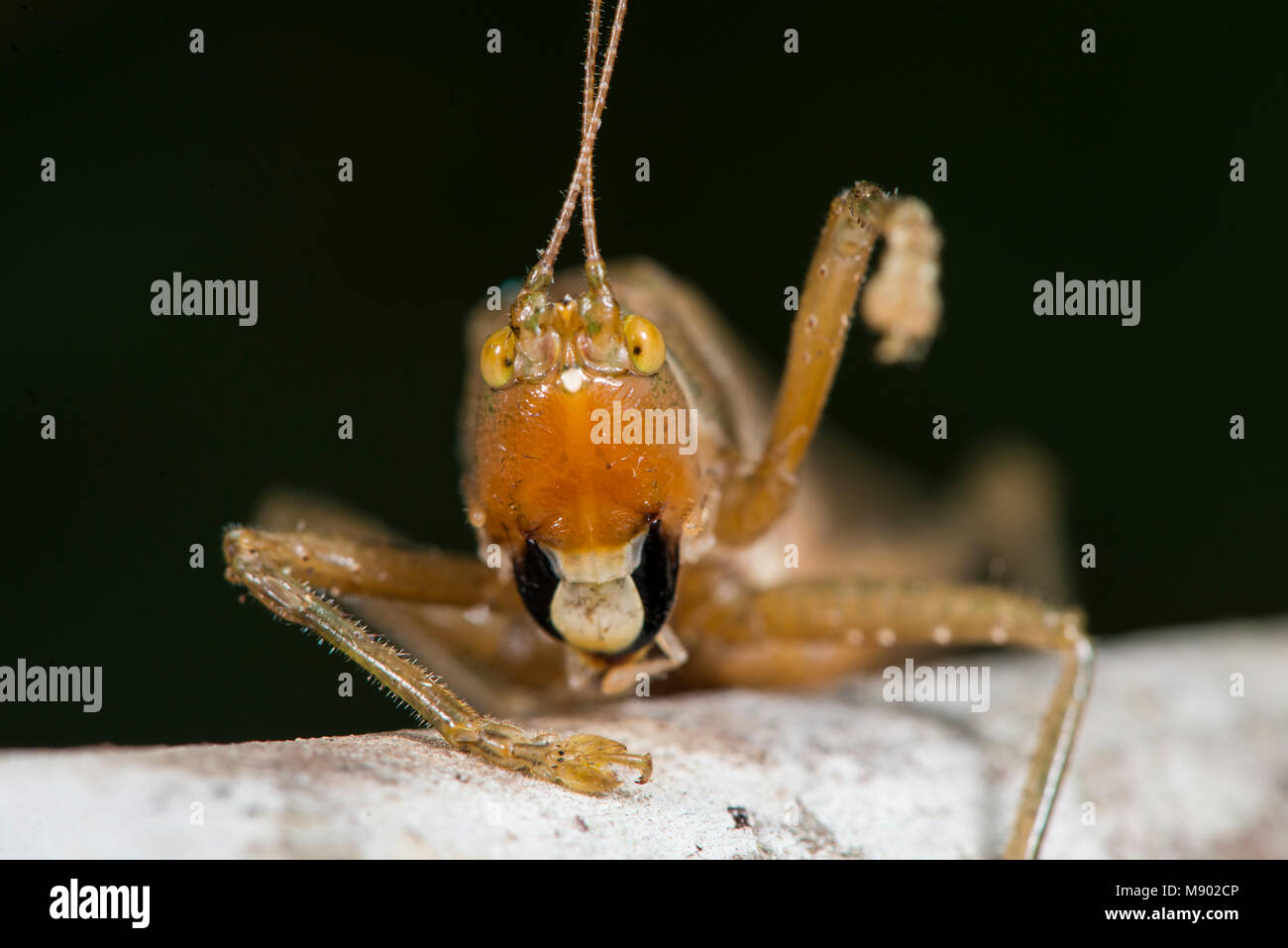 Testa di un Katydid, Tettigoniidae, Maliau Basin, Sabah, Malesia, Borneo Foto Stock
