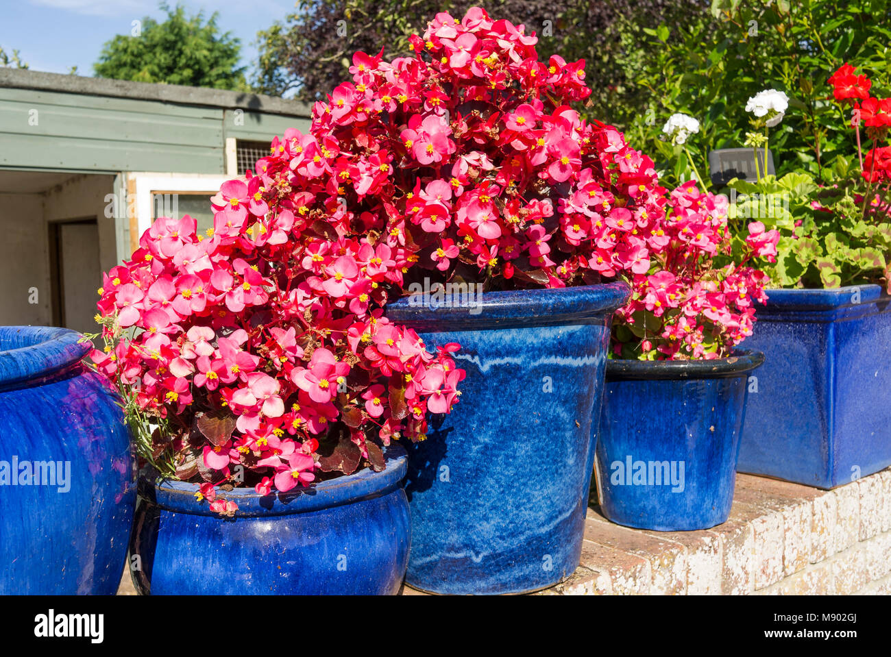 Semplice decorazione floreale fornito dalla biancheria da letto annuale di piante in blu le piantatrici di terracotta in una piccola città giardino in Calne Wiltshire, Inghilterra REGNO UNITO Foto Stock