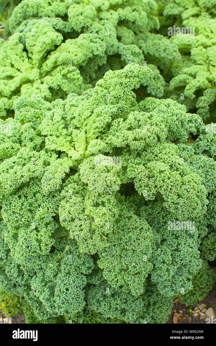 Curly leafed kale è riconosciuto come un importante della salute alimentare che è facile da coltivare nel Regno Unito giardini privati Foto Stock