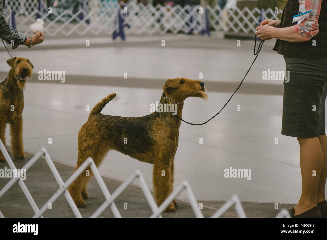 Celtic Classic Dog Show 2018 Foto Stock