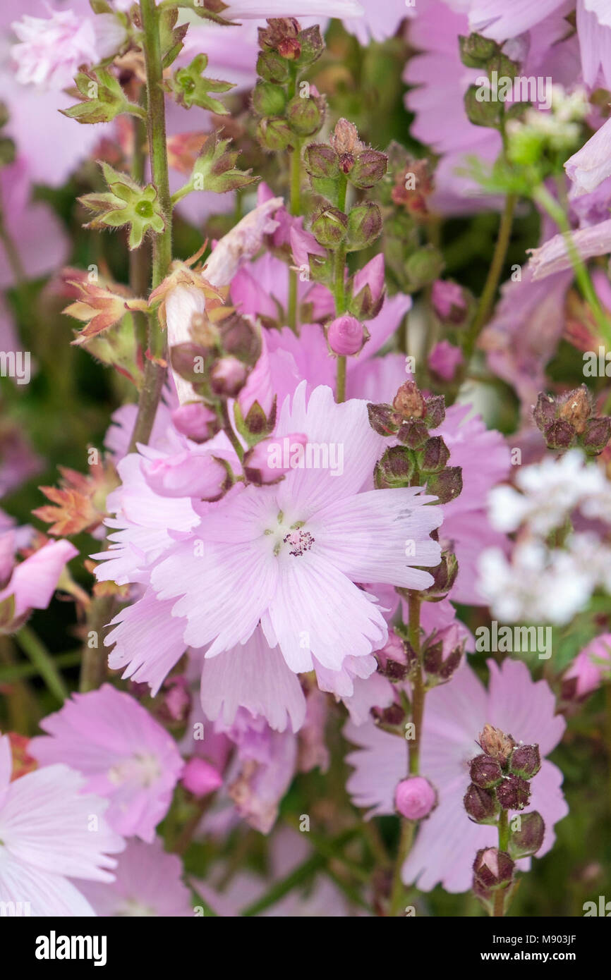 I picchi di fiori di prateria o malva Sidalcea 'elsie heugh' (Checcurbloom) fiori crescere all'aperto. Inghilterra, Regno Unito, Gran Bretagna Foto Stock
