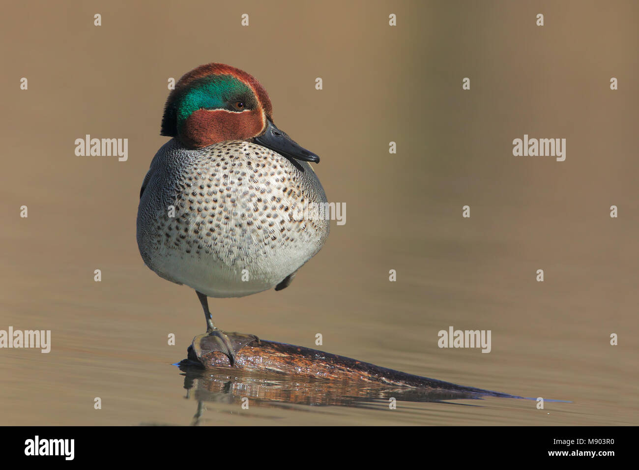 Comune di teal Foto Stock