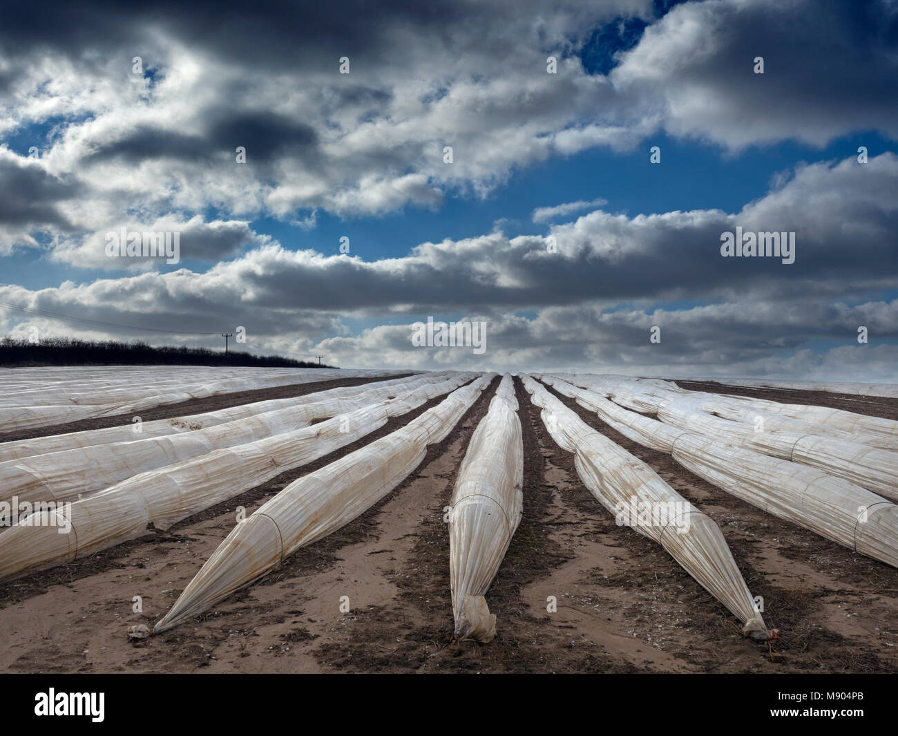 Raccolto di asparagi in poli gallerie vicino Ringstead NORFOLK REGNO UNITO può Foto Stock