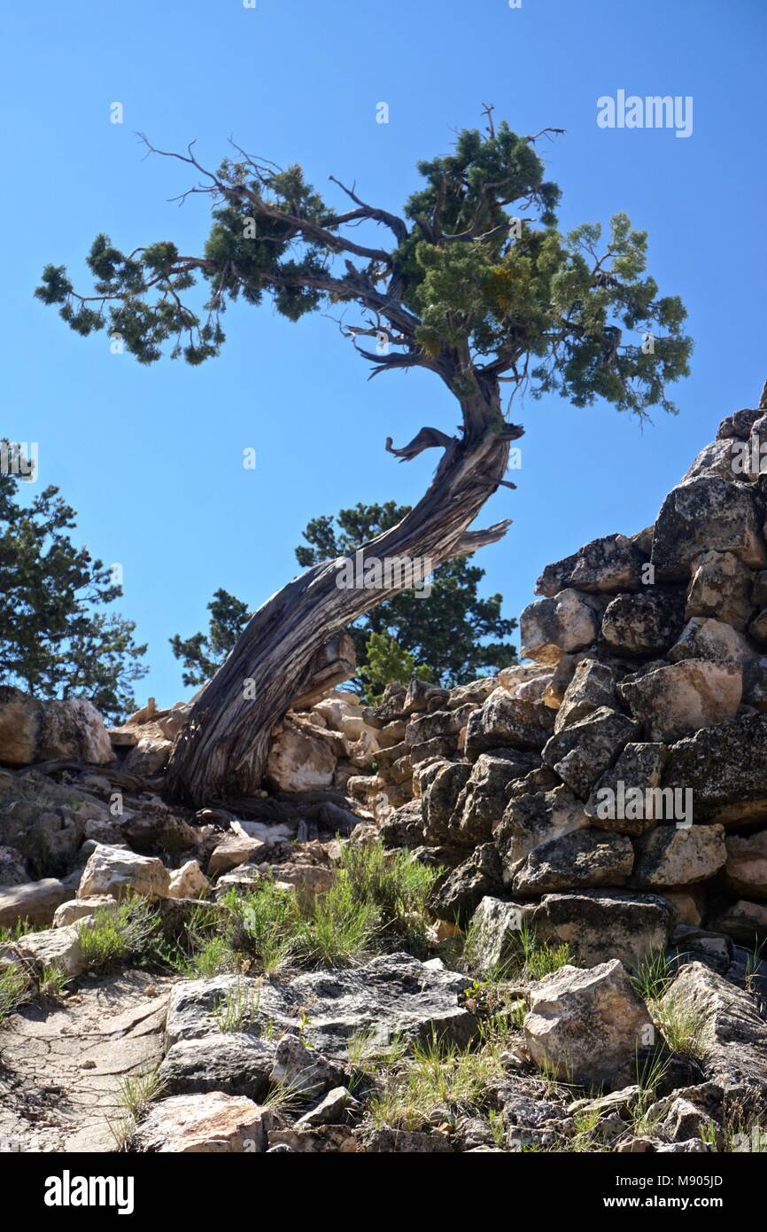 Parco Nazionale del Grand Canyon, AZ, Stati Uniti d'America: un twisted ginestra a eremiti che appoggiano sul bordo meridionale del Grand Canyon, Arizona. Foto Stock