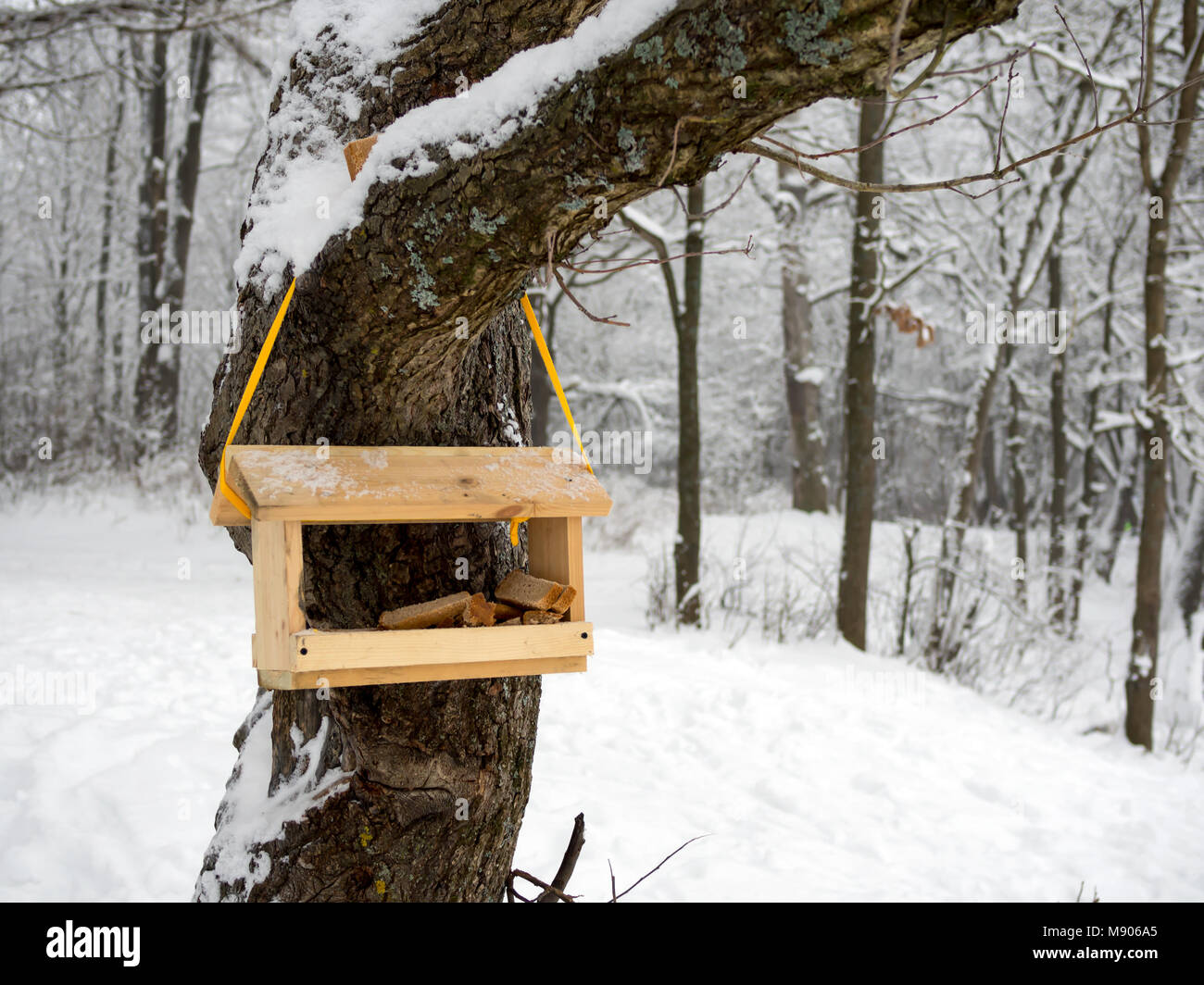Svuotare bird feeder in un freddo inverno forest Foto Stock