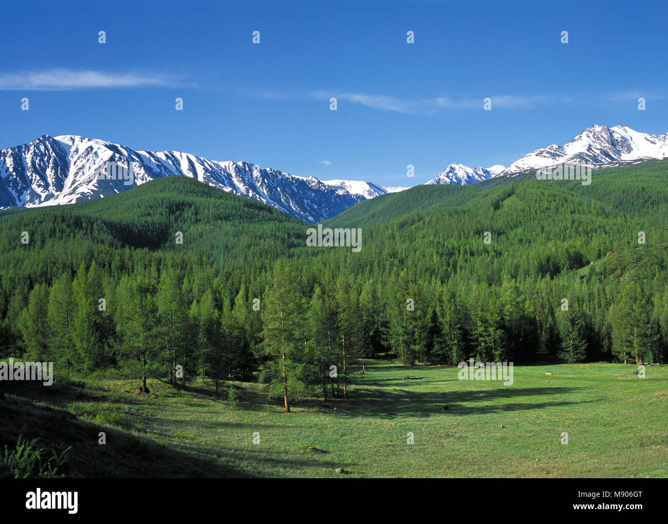 Valle Verde nelle montagne di Altai, Russia Foto Stock