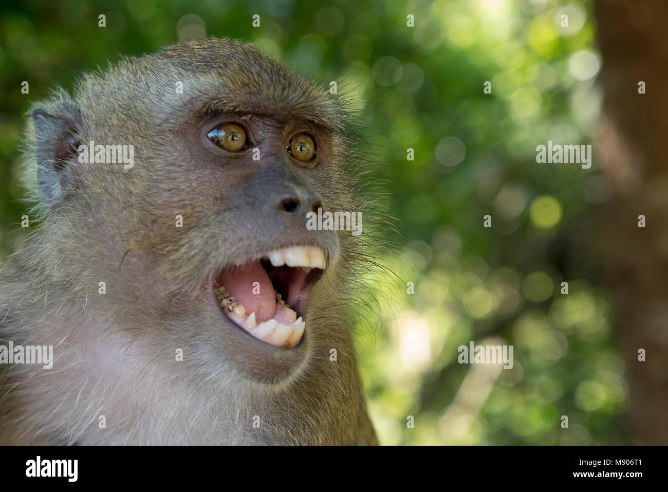 Piccola scimmia, Ko Lanta island - Thailandia Foto Stock