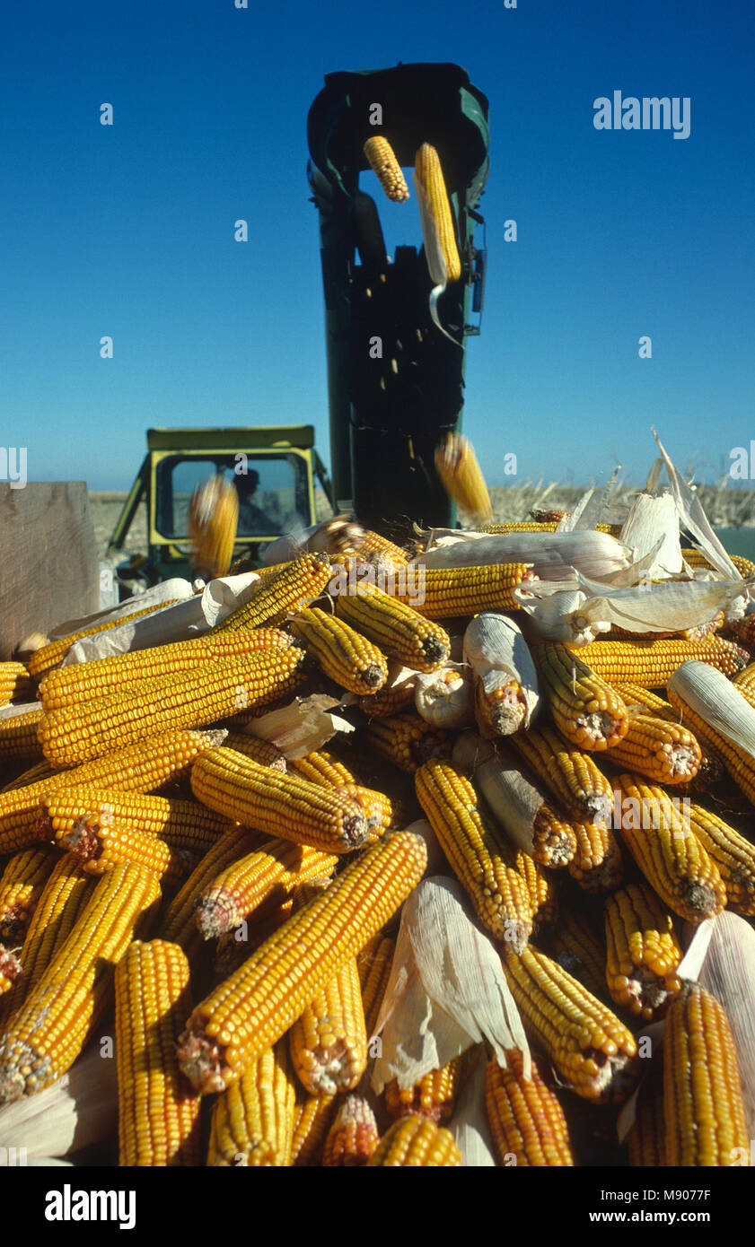 Raccolta di mais con un raccoglitore di mais meccanizzato in Minnesota Foto Stock
