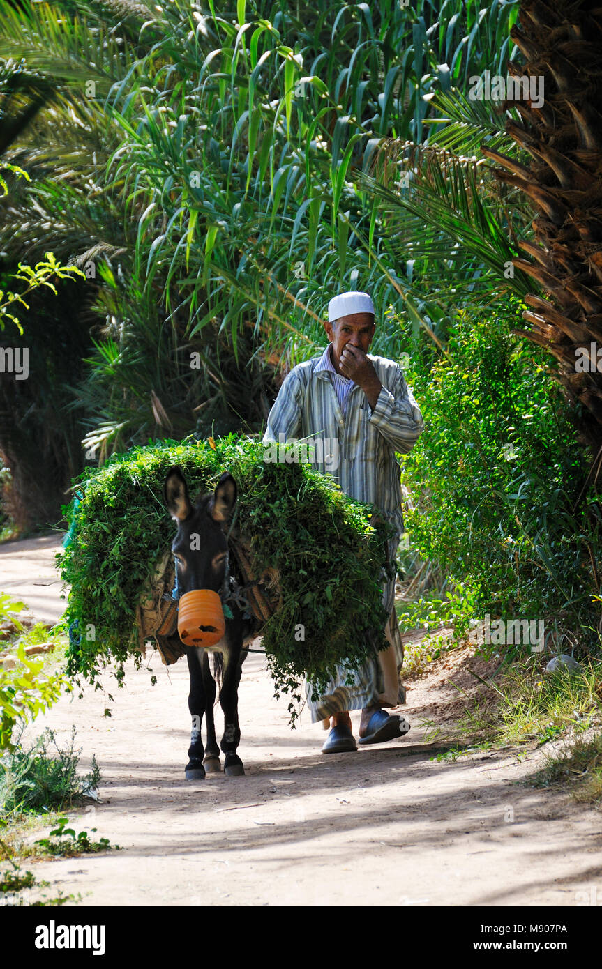 Un contadino con il suo asino. Oasi Tinerhir, Marocco Foto Stock