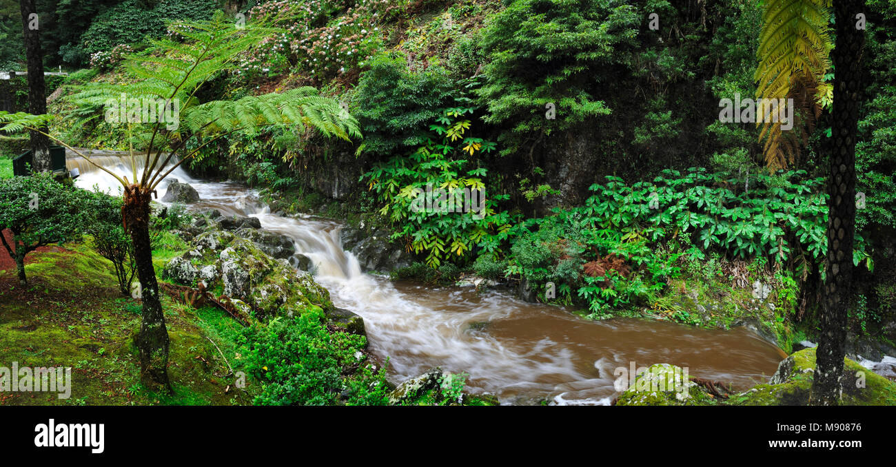 Ribeira dos Caldeirões Natura Park presso Achada, Nordeste. São Miguel, isole Azzorre, Portogallo Foto Stock